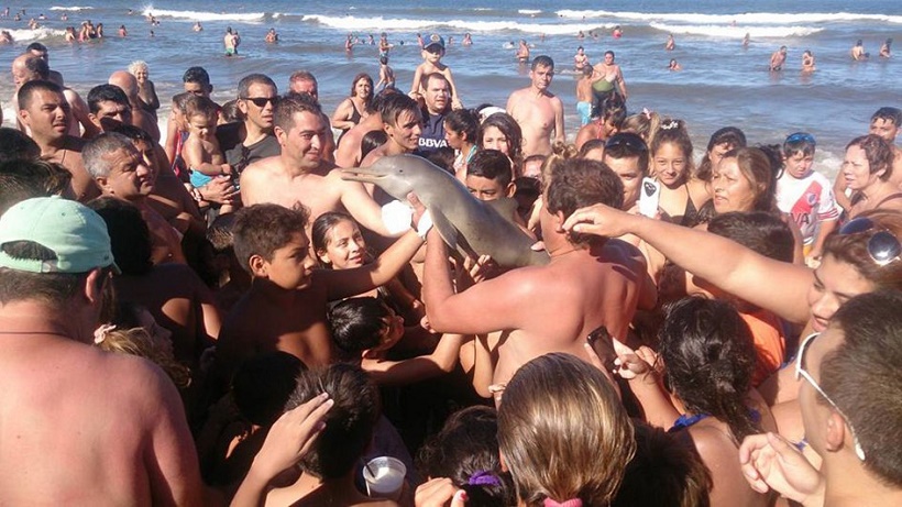 Touristes en Argentine qui prennent des selfies a avec un dauphin mort.