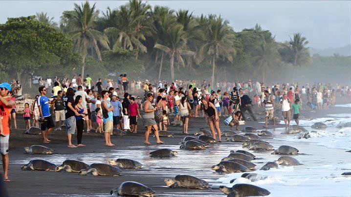 touristes-Costa-Rica-tortues-plage-092015