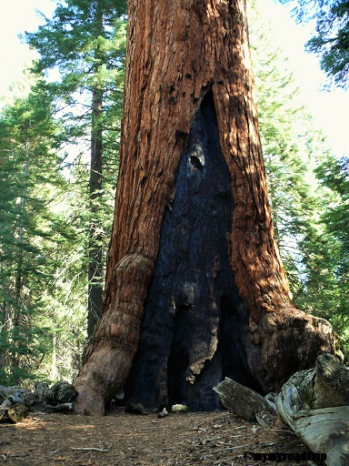 Sequoi-mariposagrove