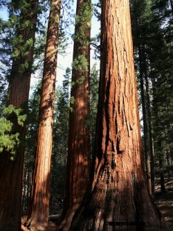 Yosemite-sequoia
